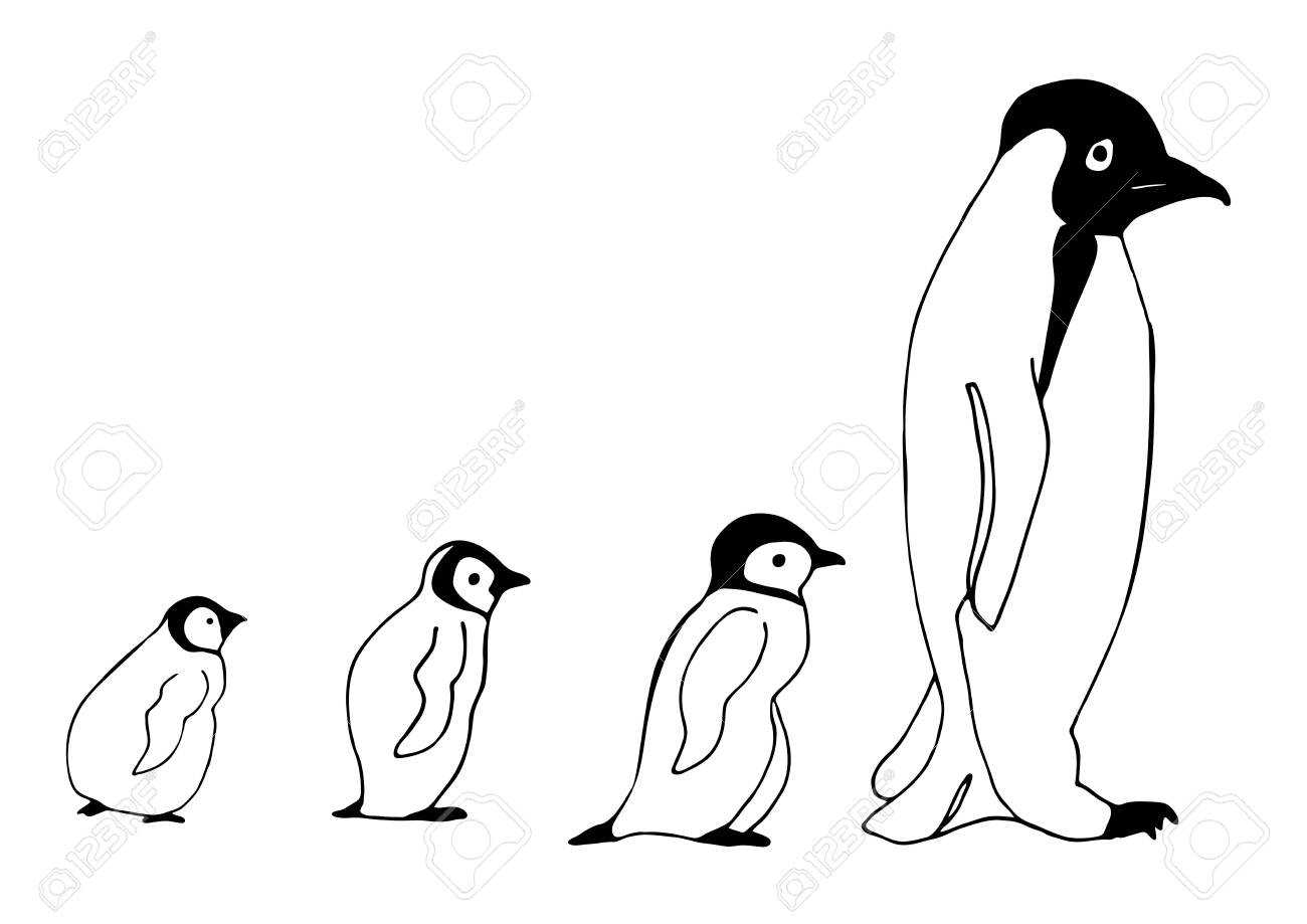 Baby Penguin Hand Drawn Picture Sketch For Anti Stress Adult Royalty Free Cliparts Vectors And Stock Illustration Image