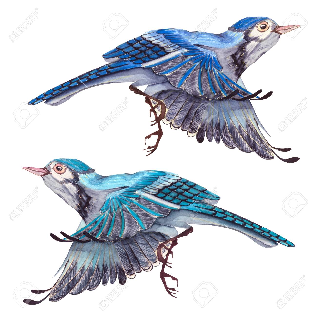 Blue Jay Bird Flies Watercolor Hand Drawn Illustration Blue Feathers Cute Bird Character Stock Photo Picture And Royalty Free Image Image