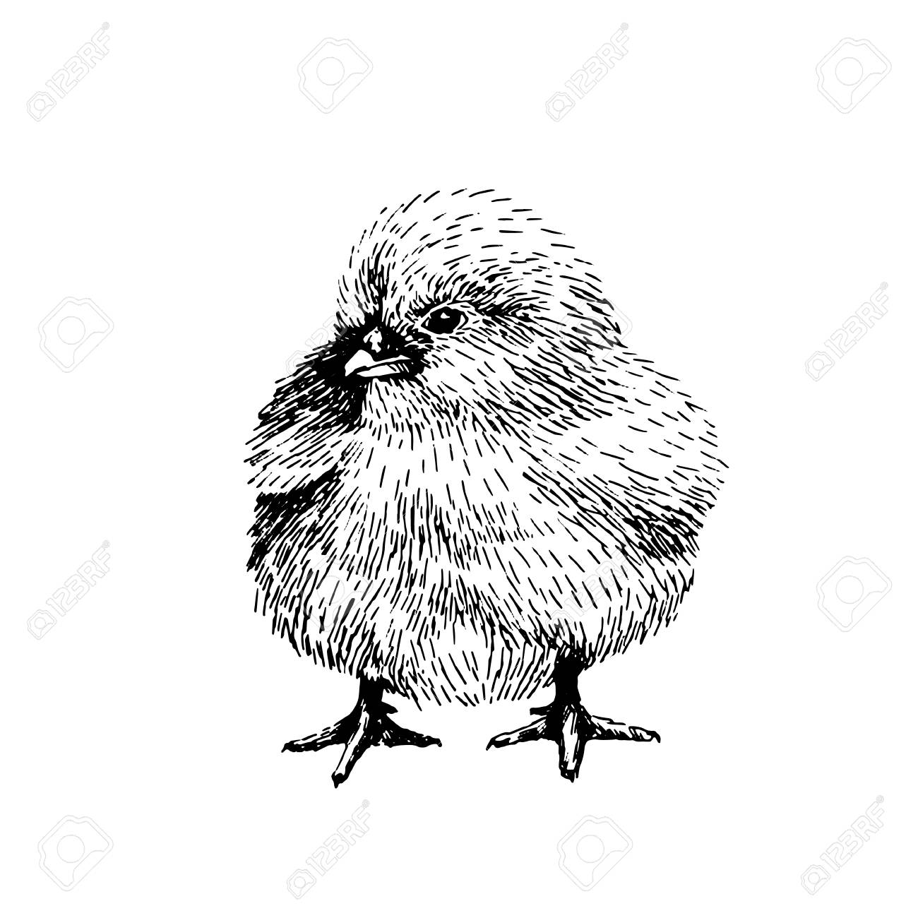 Baby Farm Animal Domestic Little Cute Baby Chicken Vintage