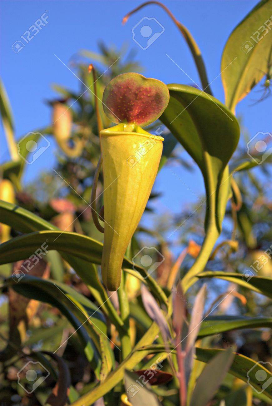 Nepenthes plante carnivore   Madagascar Banque d images