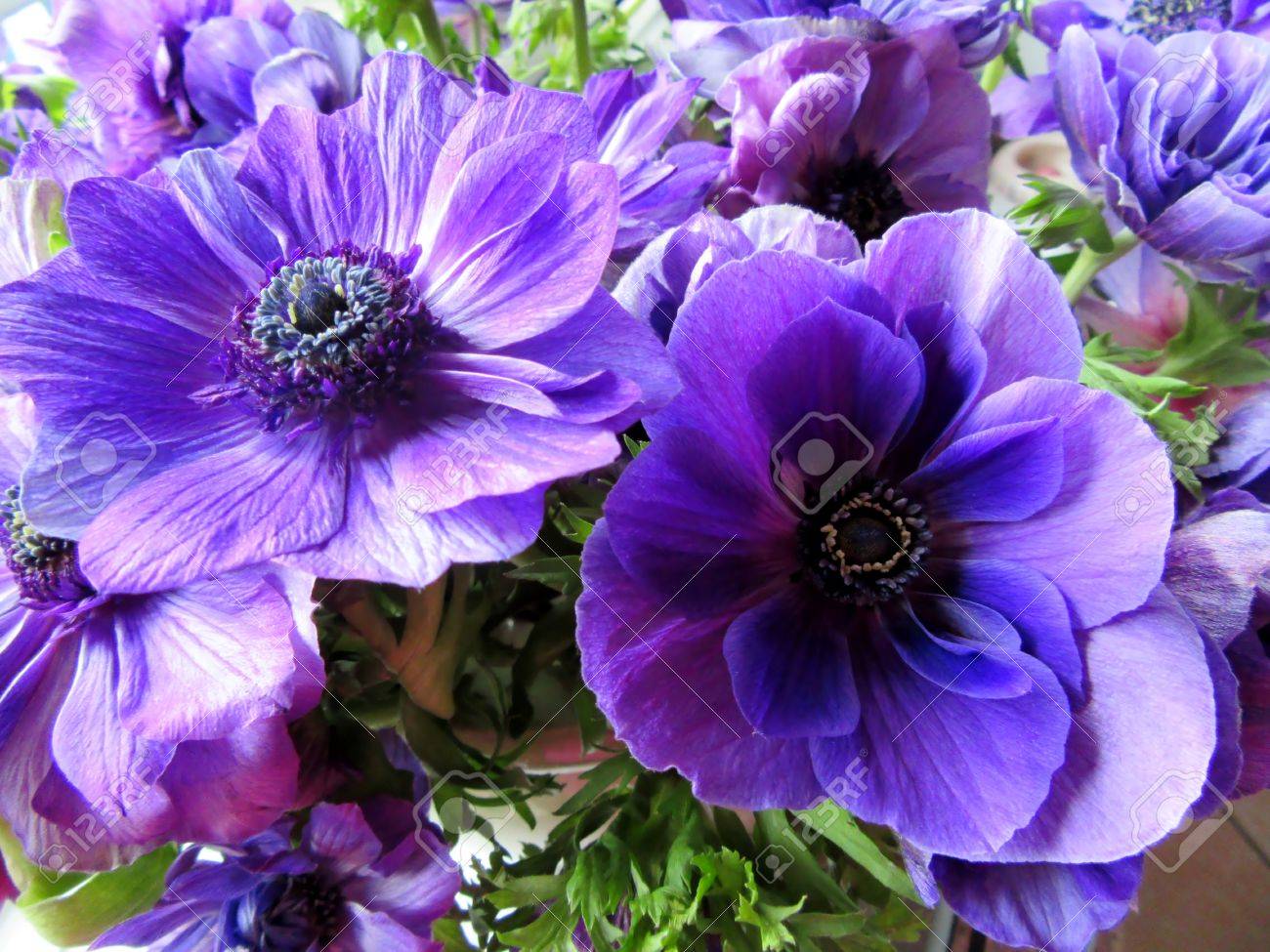 花紫のアネモネ の写真素材 画像素材 Image