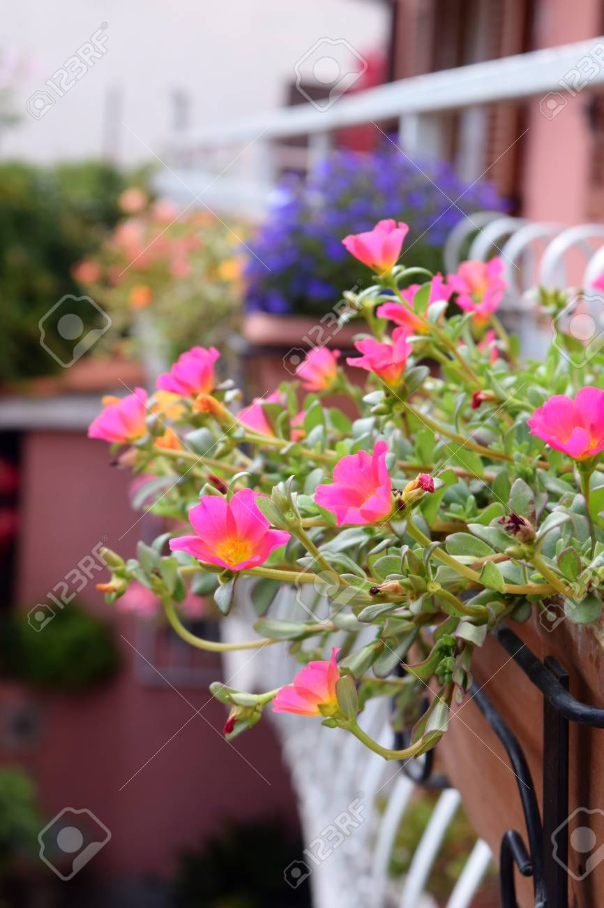 Balkon Mit Blumentöpfen Lizenzfreie Fotos, Bilder Und Stock ... Balkon Mit Blumentöpfen Lizenzfreie Fotos, Bilder Und Stock ...