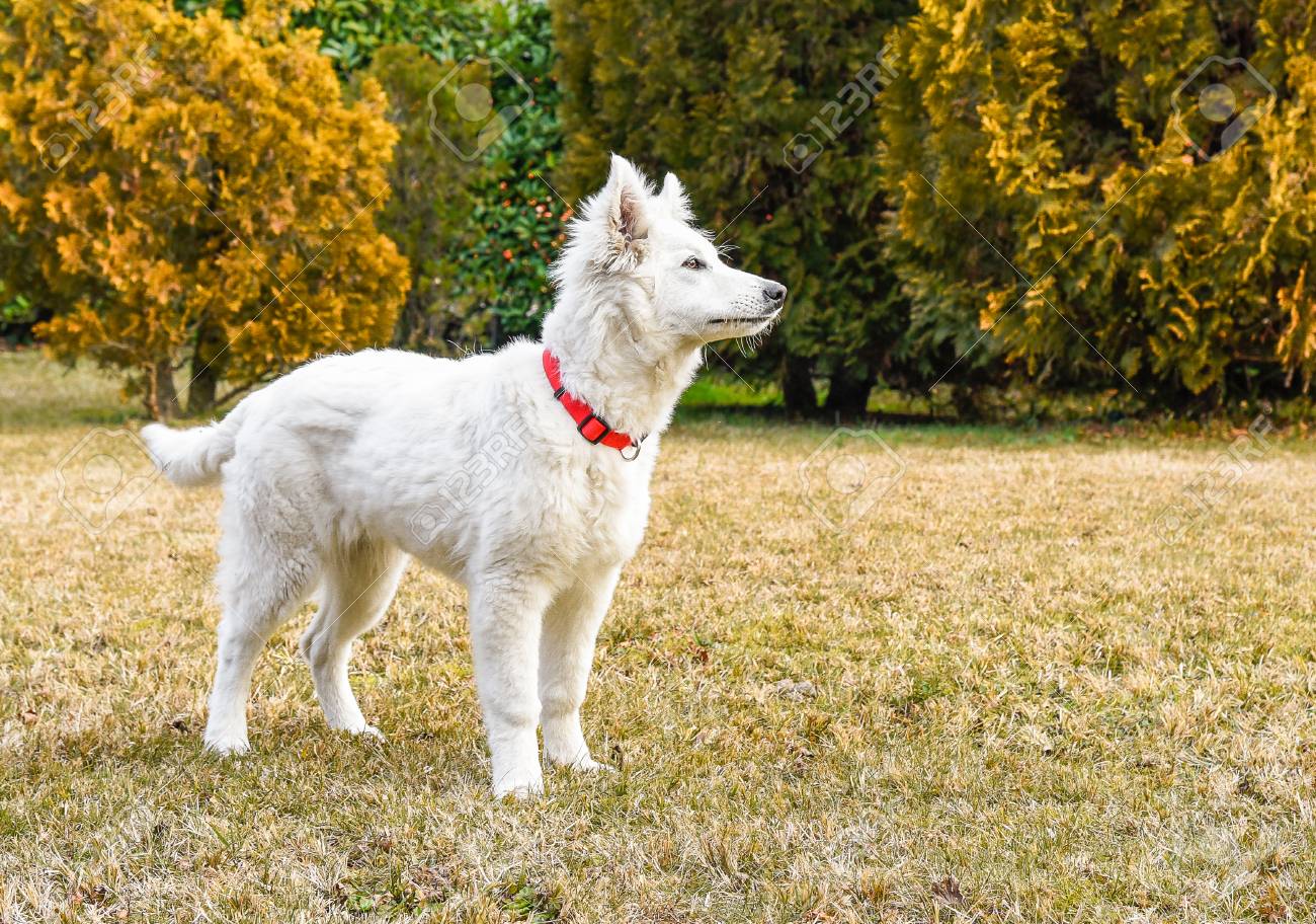 white swiss shepherd puppies