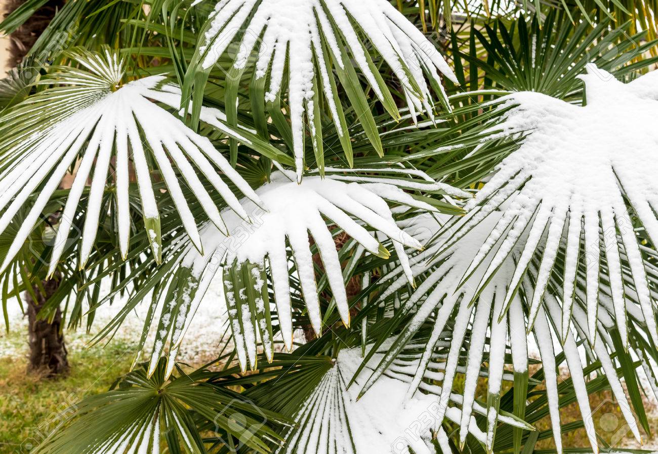 leaves of palm trees in the snow winter season background stock