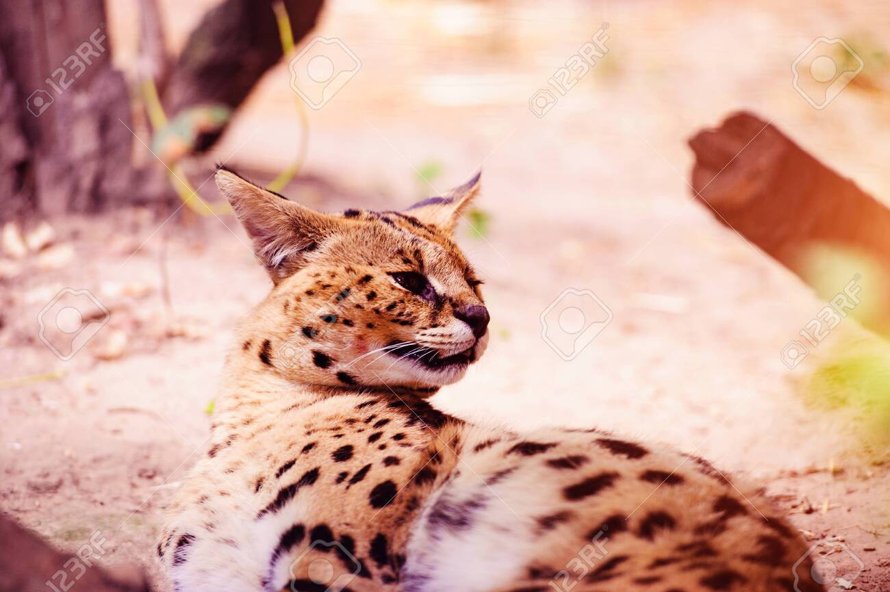 etiam-dictum-ipsum-a-felis