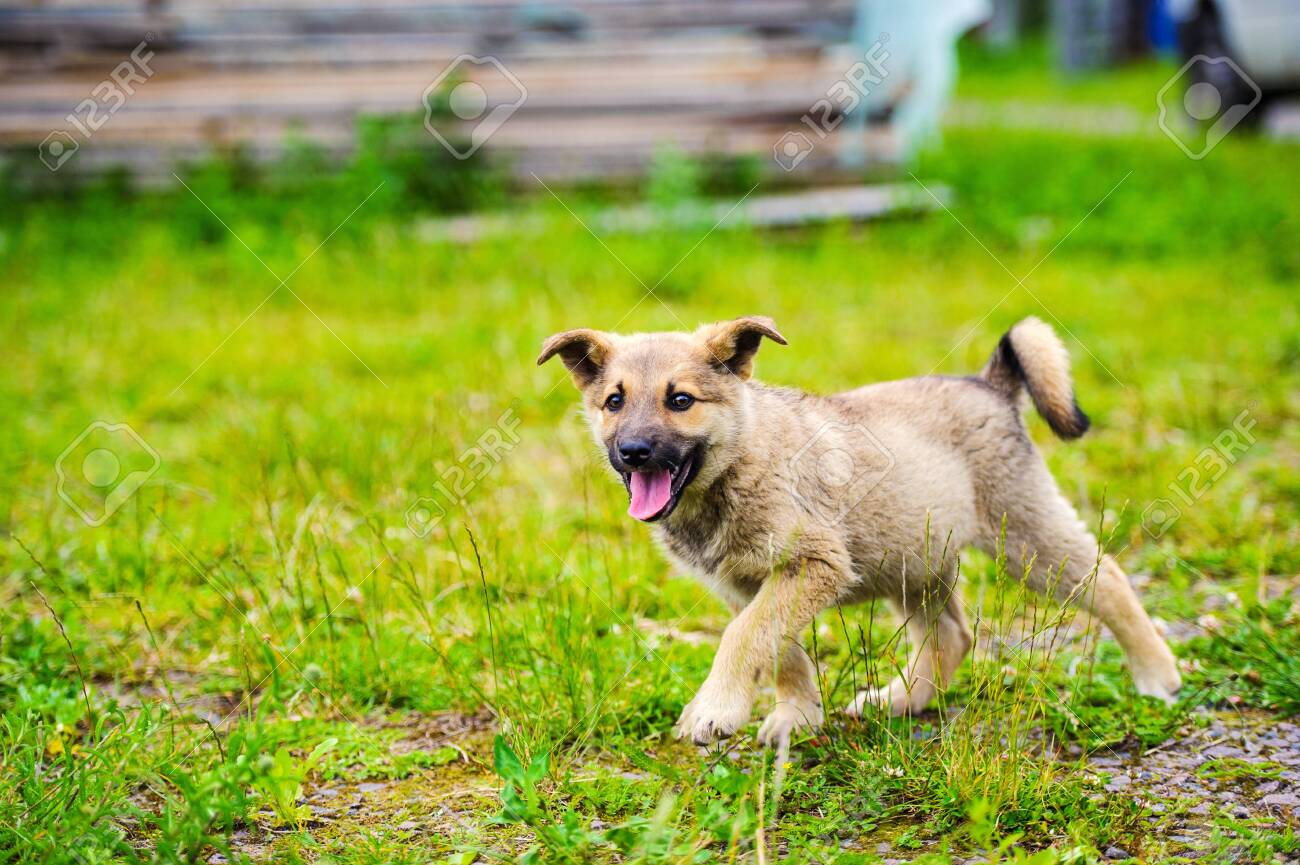 Little Puppy Is Running Happily With Floppy Ears Trough A Garden