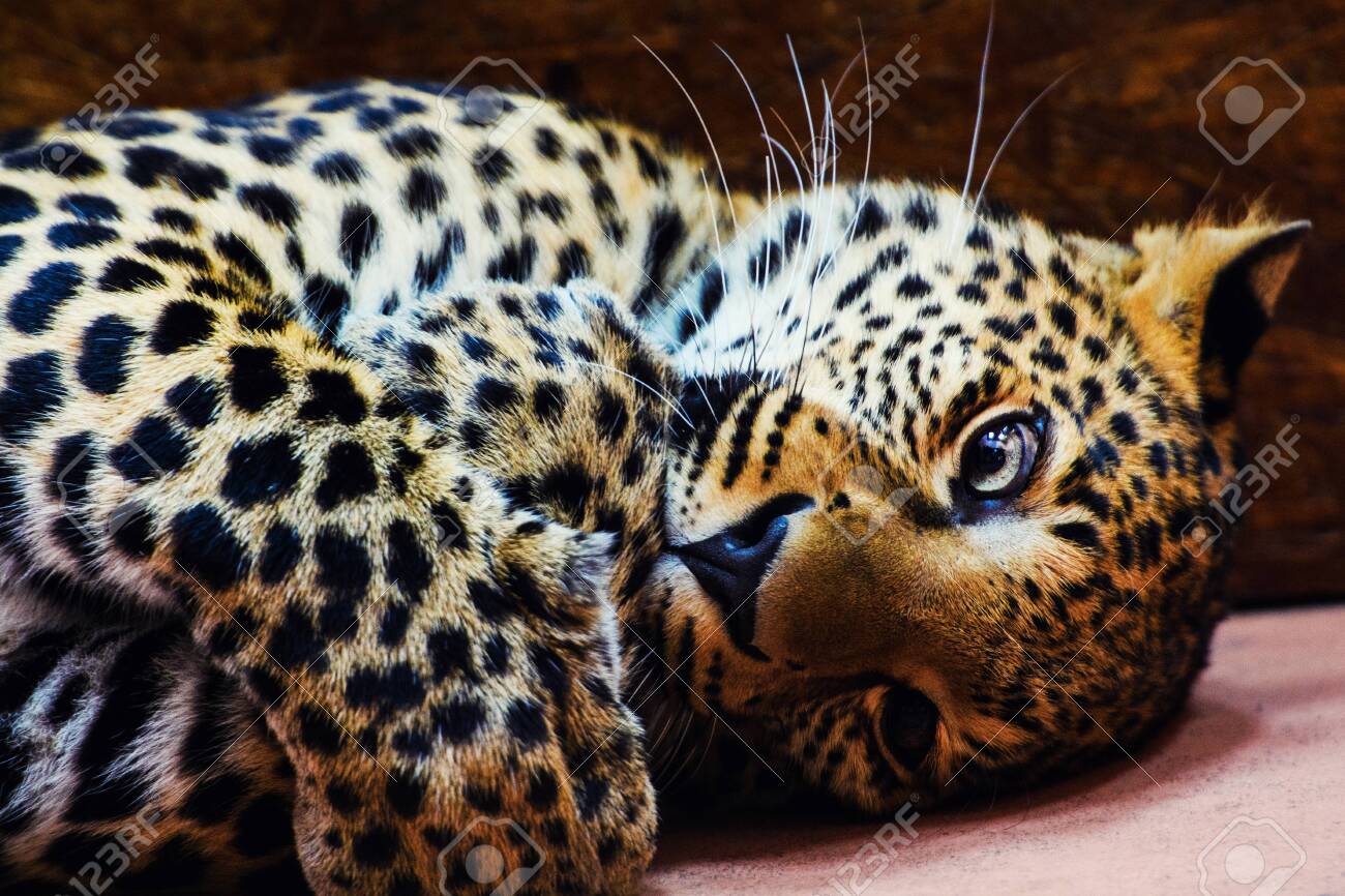 etiam-dictum-ipsum-a-felis