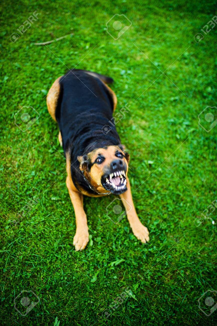 Angry Dog Attacks. The Dog Looks Aggressive And Dangerous. Stock Photo,  Picture and Royalty Free Image. Image 143265794., image size:866x1300