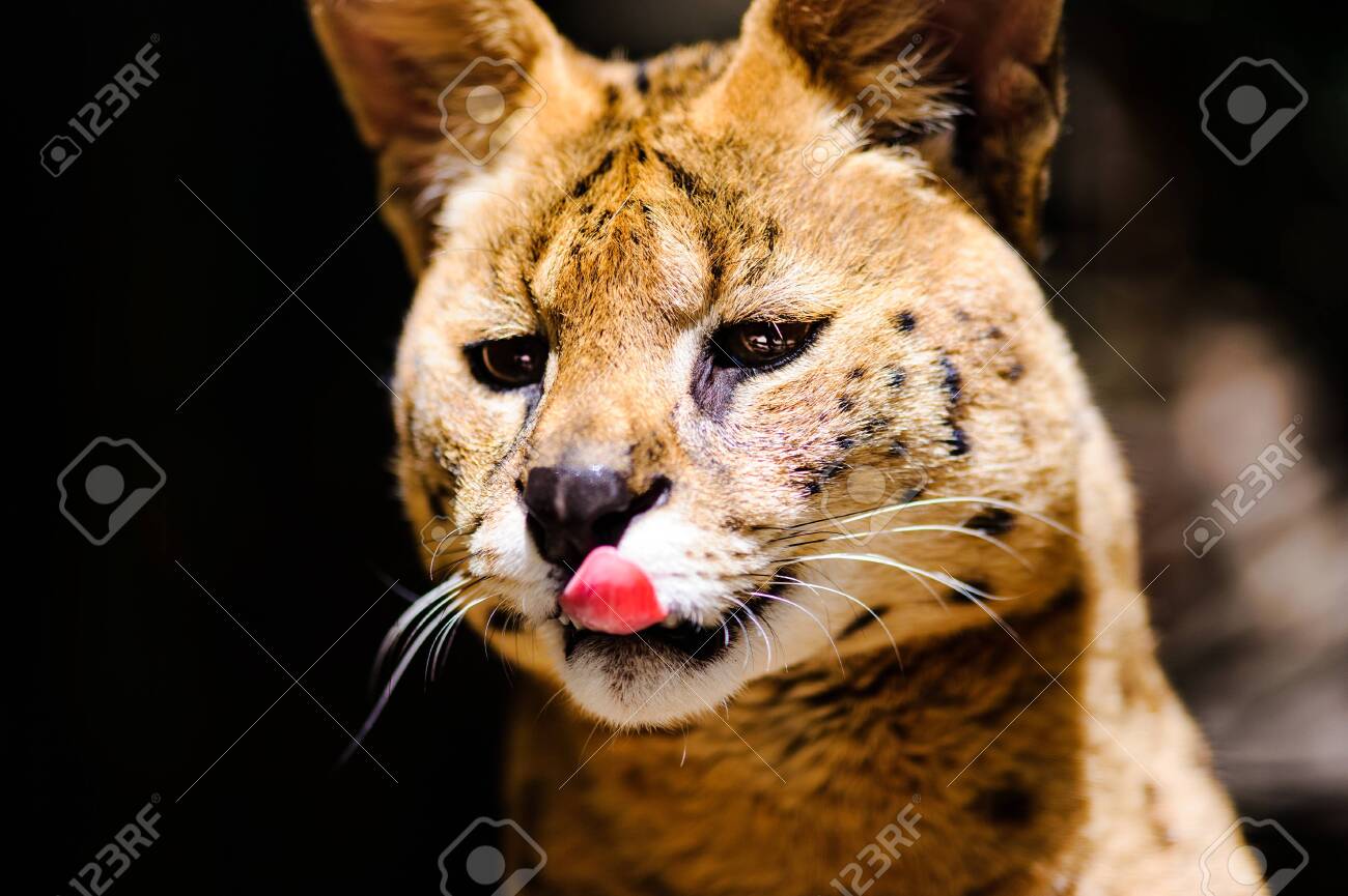 etiam-dictum-ipsum-a-felis