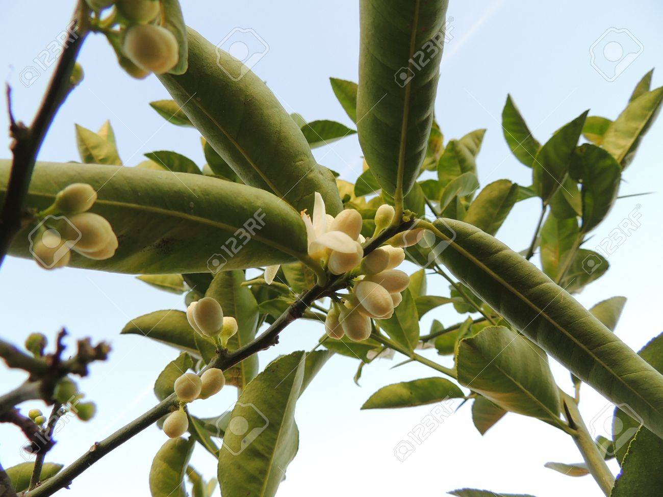 レモンの花の蕾 の写真素材 画像素材 Image