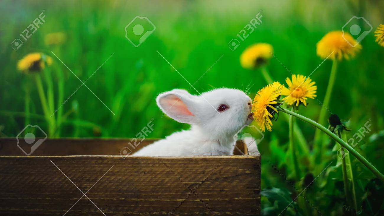 小さい白いウサギがボックスに座っていると 庭の緑の芝生を背景に 黄色のタンポポを食べるします 概念 空腹のウサギ の写真素材 画像素材 Image
