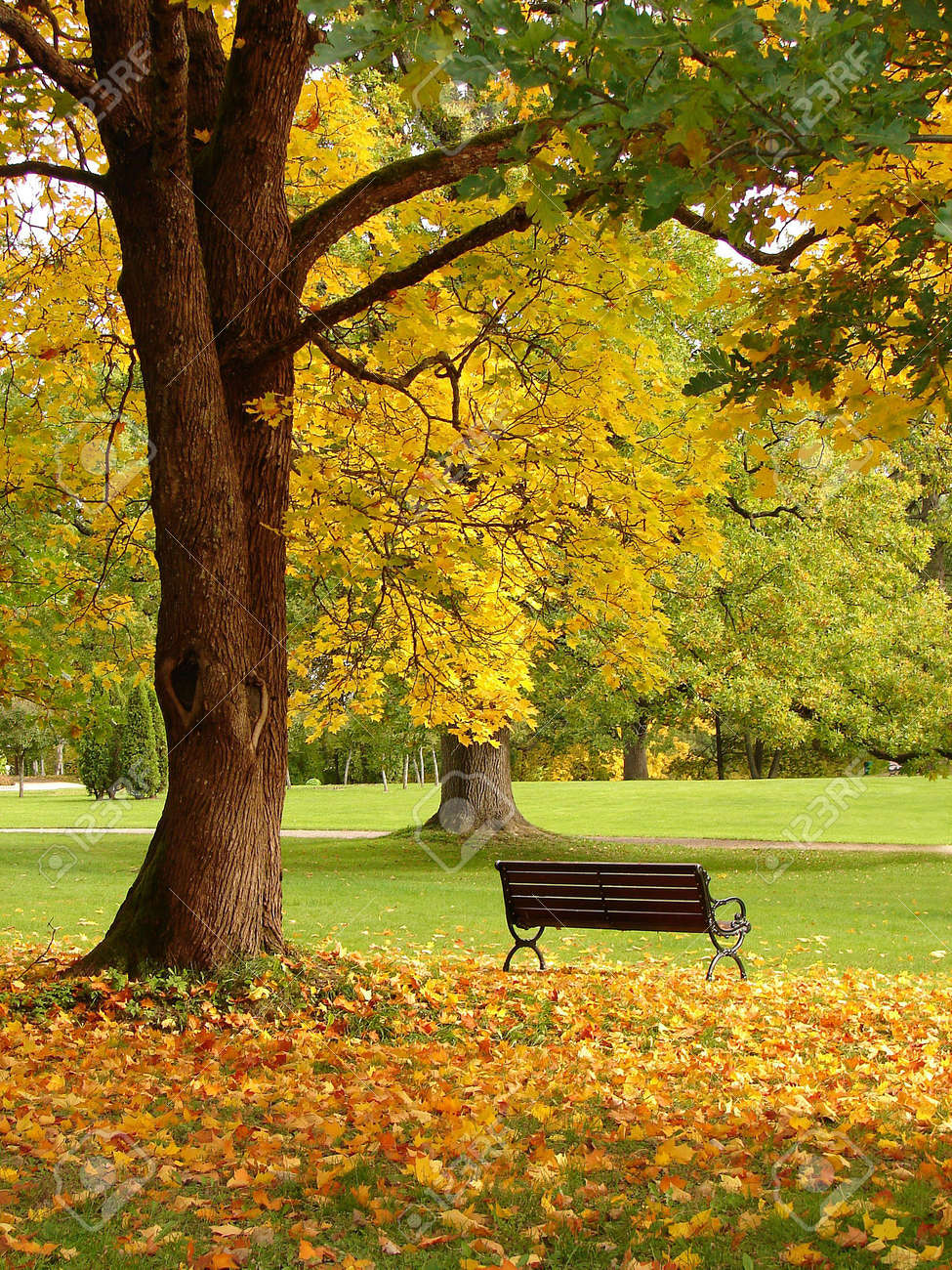 Banc En Chêne Et En Parc De La Ville à L'automne Banque D'Images Et Photos  Libres De Droits. Image 3654460.