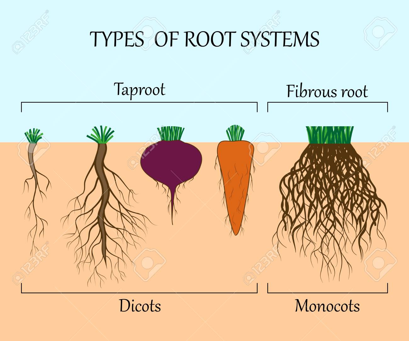 Root system of various plants Root system of various plants