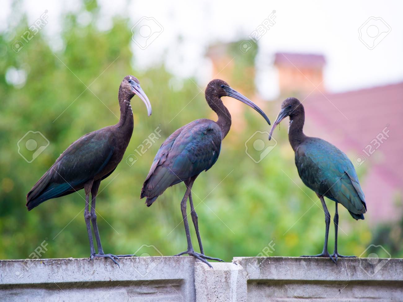 Plegadis Falcinellus 鳥 トキ科 野生動物にブロンズトキ 珍しいアフリカの渉禽類の鳥 の写真素材 画像素材 Image Plegadis Falcinellus 鳥 トキ科 野生動物にブロンズトキ 珍しいアフリカの渉禽類の鳥 の写真素材 画像素材 Image