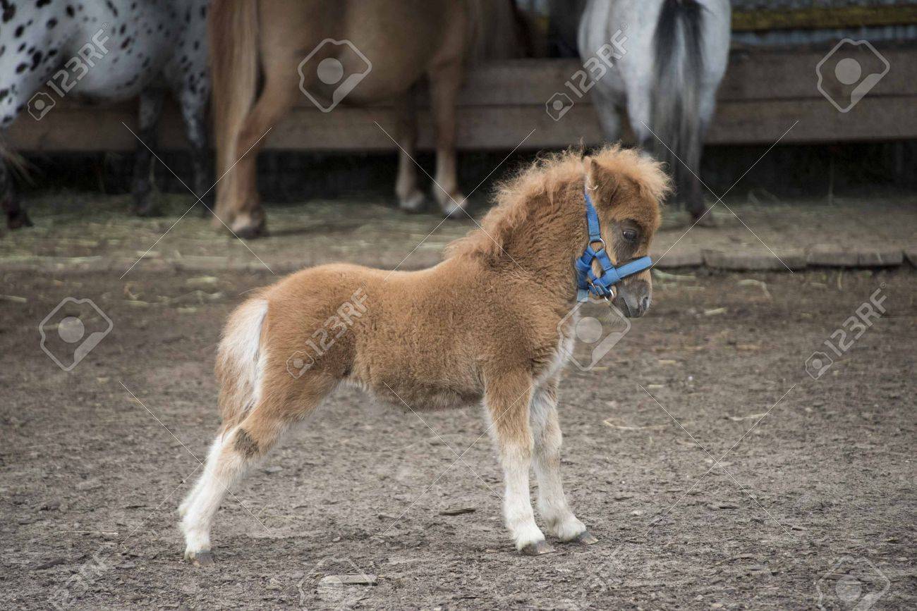 Mini Dwarf Horse In A Pasture At A Farm Foal Mini Horse Stock