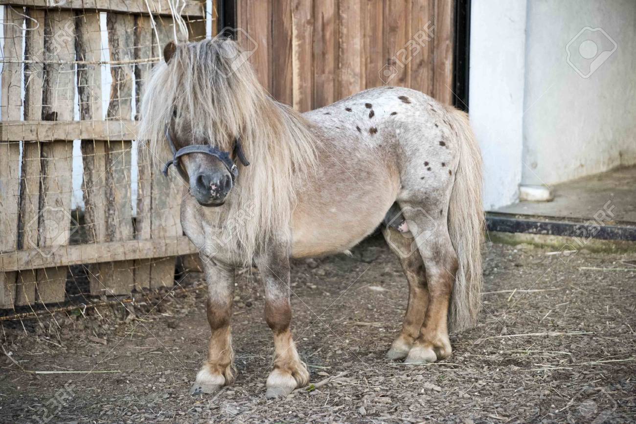 Mini Dwarf Horse In A Pasture At A Farm Foal Mini Horse Stock