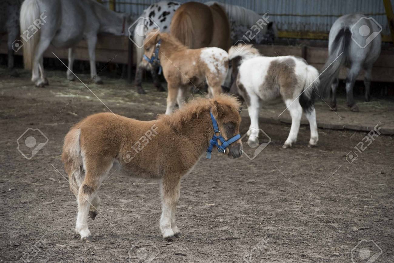 Mini Dwarf Horse In A Pasture At A Farm Foal Mini Horse фотография