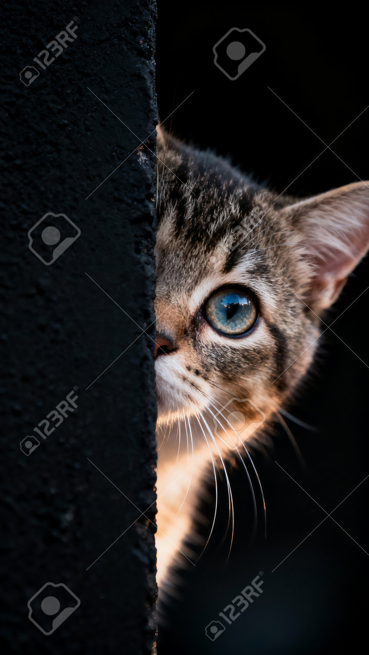 etiam-dictum-ipsum-a-felis