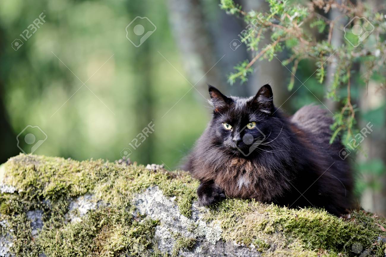 black cat in forest