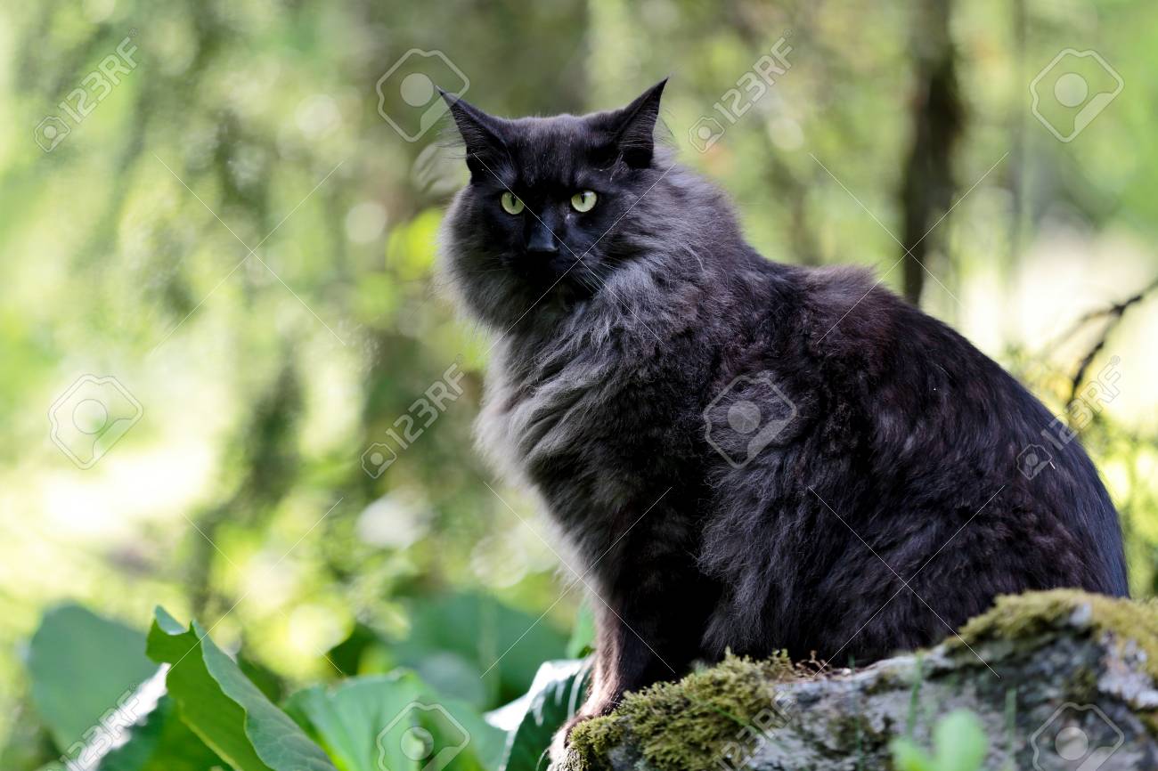 norwegian forest cat male