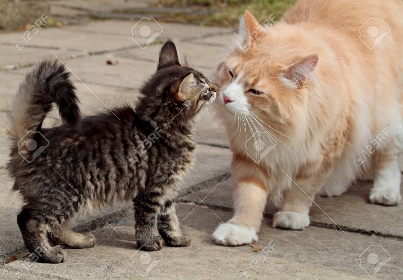 A Norwegian Forest Cat Kitten And An Adult Male Meeting Friendly Outdoors  In Garden Stock Photo, Picture and Royalty Free Image. Image 117282605., image size:1300x904