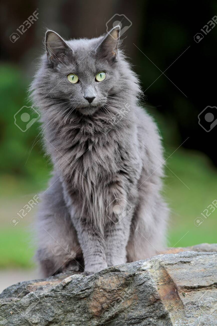 A Blue Norwegian Forest Cat Female Sitting On A Stone In Garden In The  Summertime Stock Photo, Picture and Royalty Free Image. Image 118987904., image size:866x1300