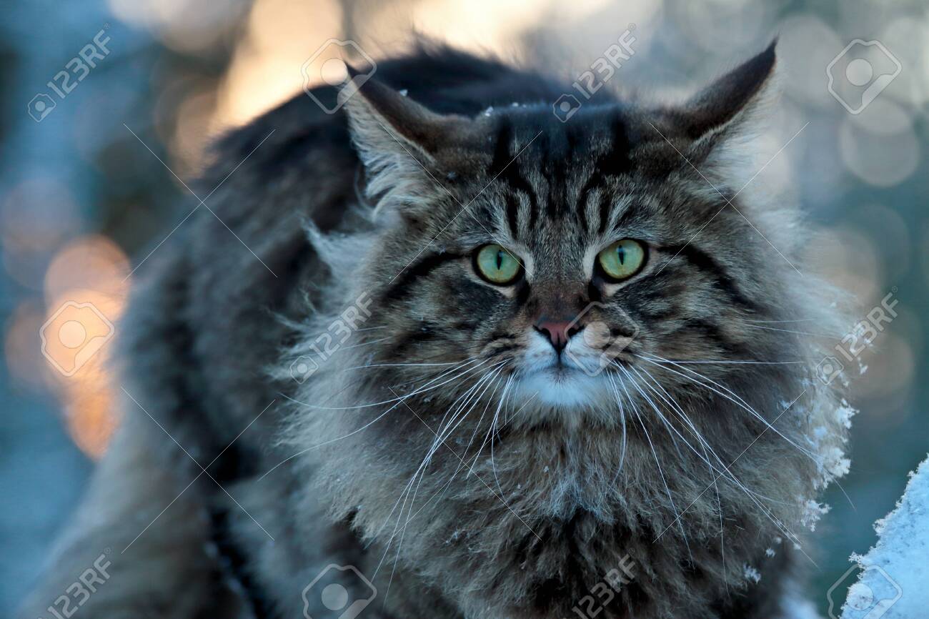 norwegian forest cat male