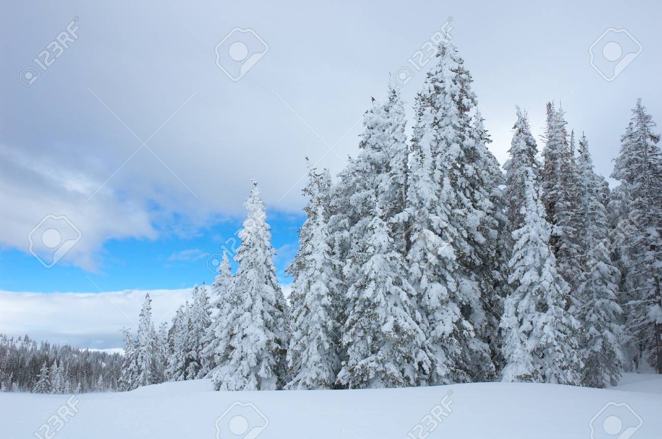 pine trees with snow in steamboat springs colorado usa stock photo