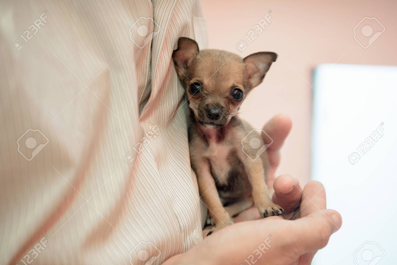 small dog chihuahua