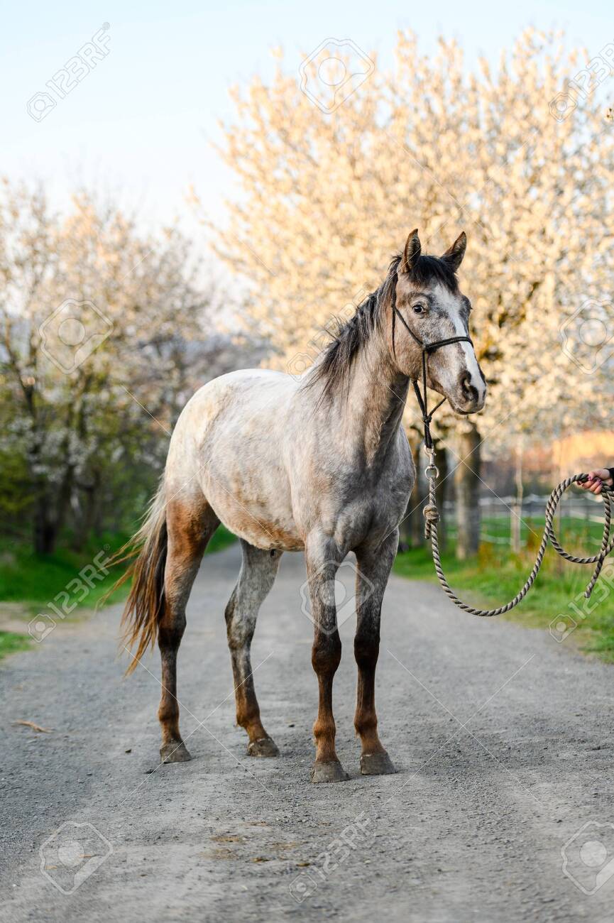 Portrait Of Amazing Animal, Beautiful Horse On Nature Background. Stock Photo, Picture And Free Image. 143115244.