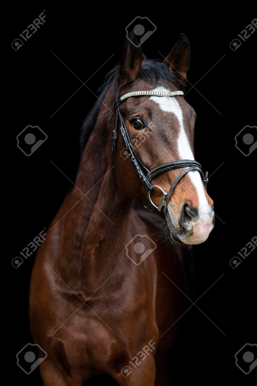 Plano de fundo Cavalo, Animais, Garanhão