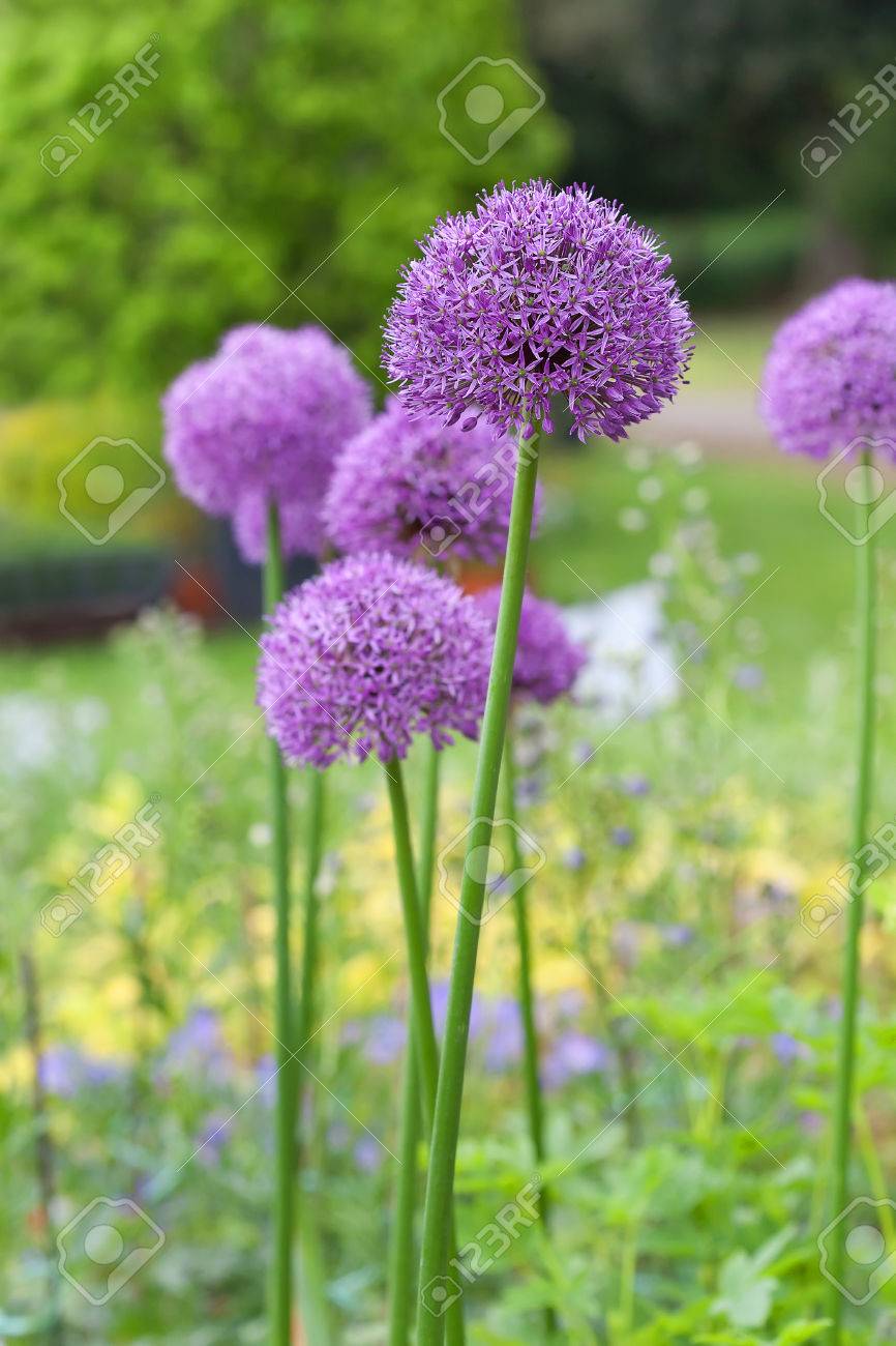 ネギ 紫タマネギの花 の写真素材 画像素材 Image