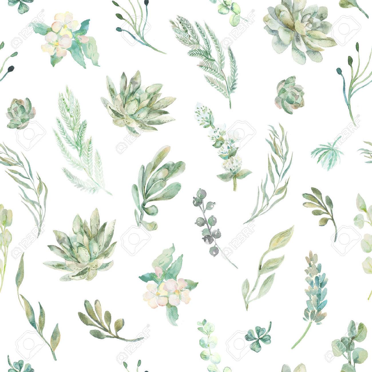 Succulentes Des Fougeres Des Epines Motif A La Mode Et La Qualite Banque D Images Et Photos Libres De Droits Image