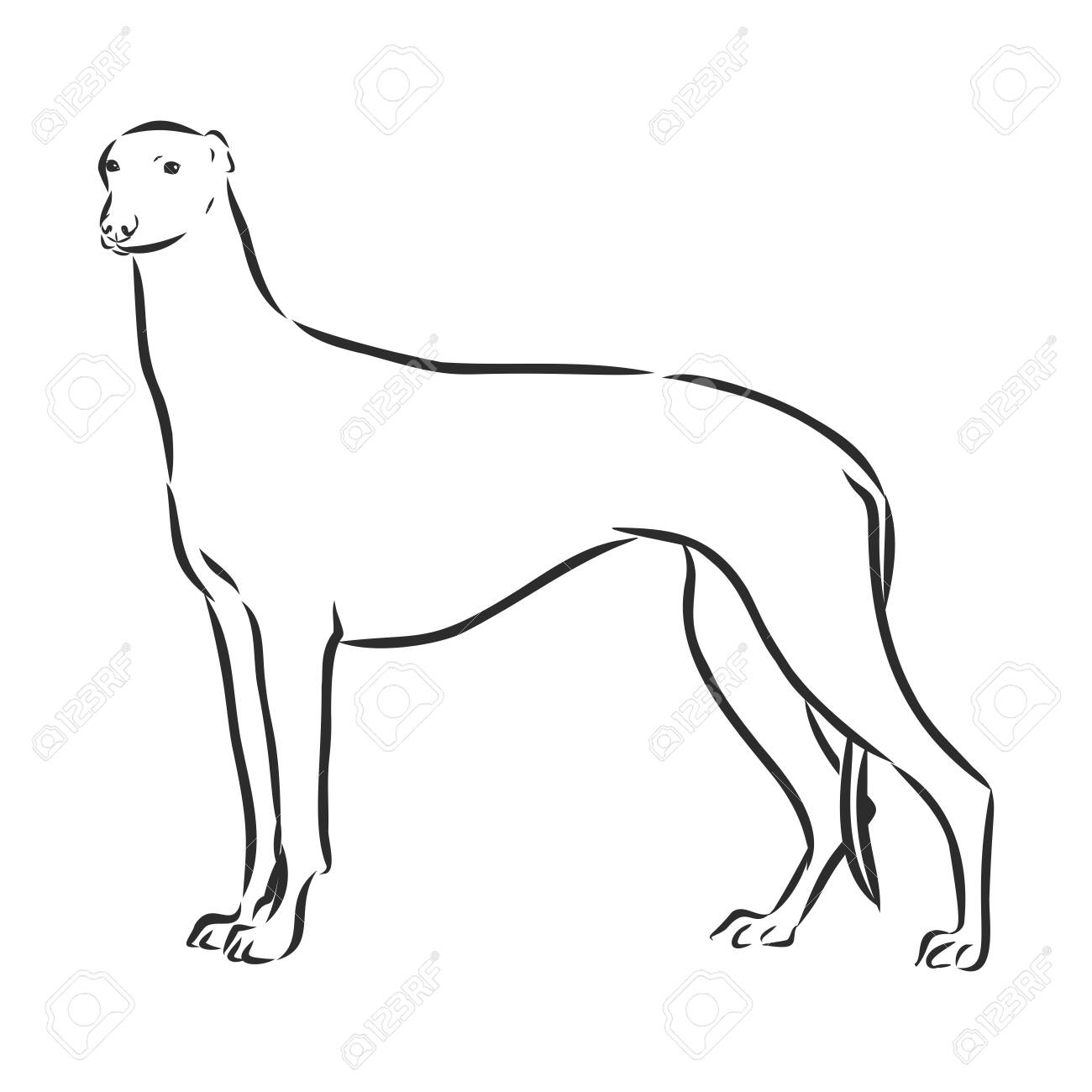 greyhound doodle