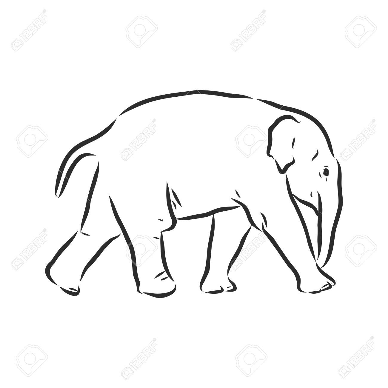 Baby Elephant In Outline Style Isolated On White Background Royalty Free Cliparts Vectors And Stock Illustration Image 143762887