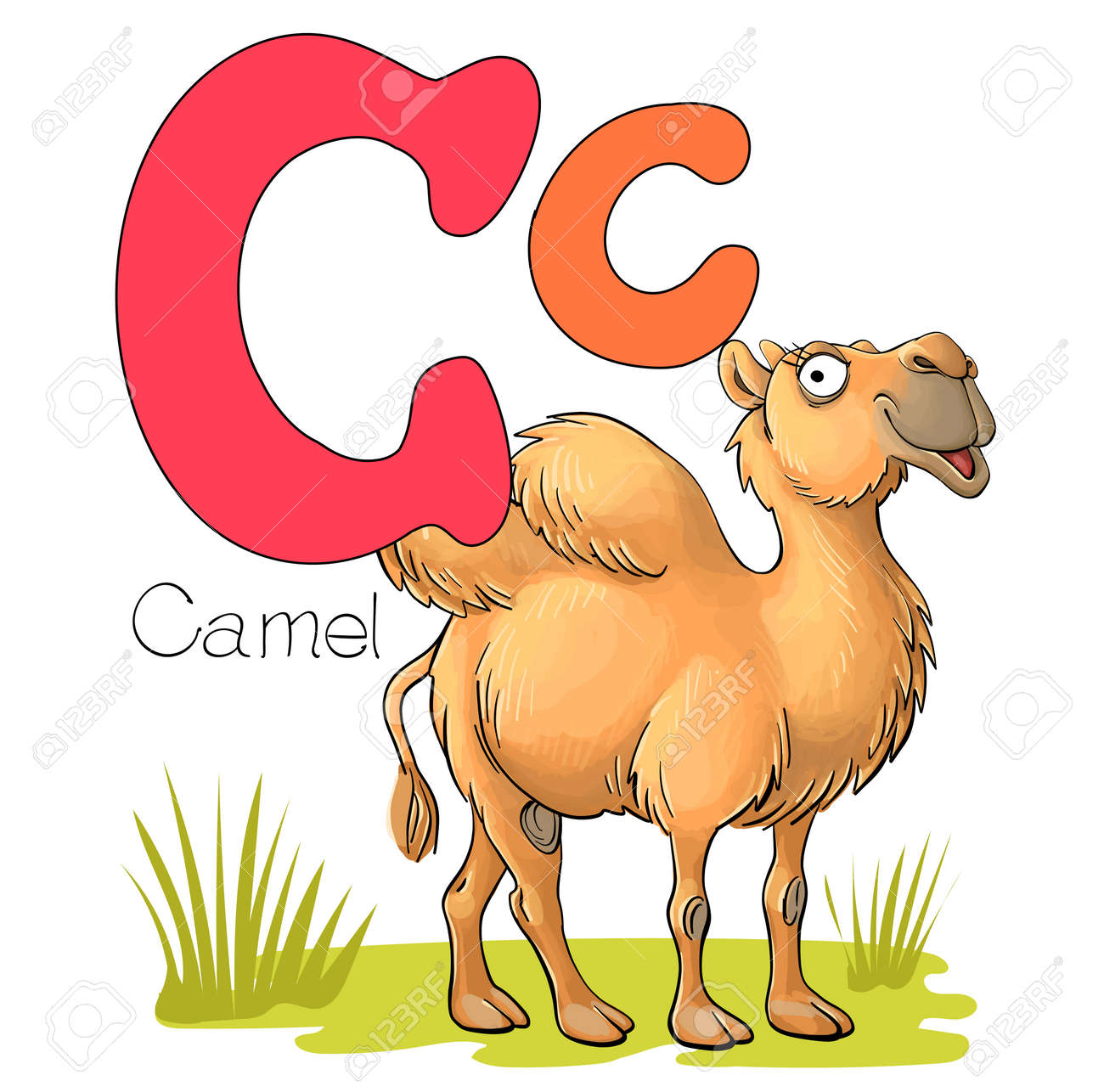 Vector illustration. Alphabet with animals. Large capital letter C with a picture of a bright cute camel - 168498450 Vector illustration. Alphabet with animals. Large capital letter C with a picture of a bright cute camel - 168498450