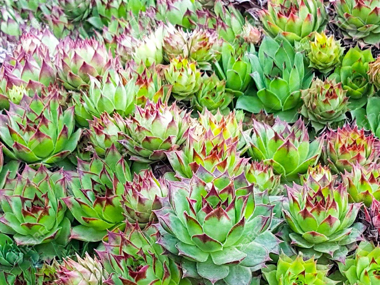 多肉植物の庭 の写真素材 画像素材 Image