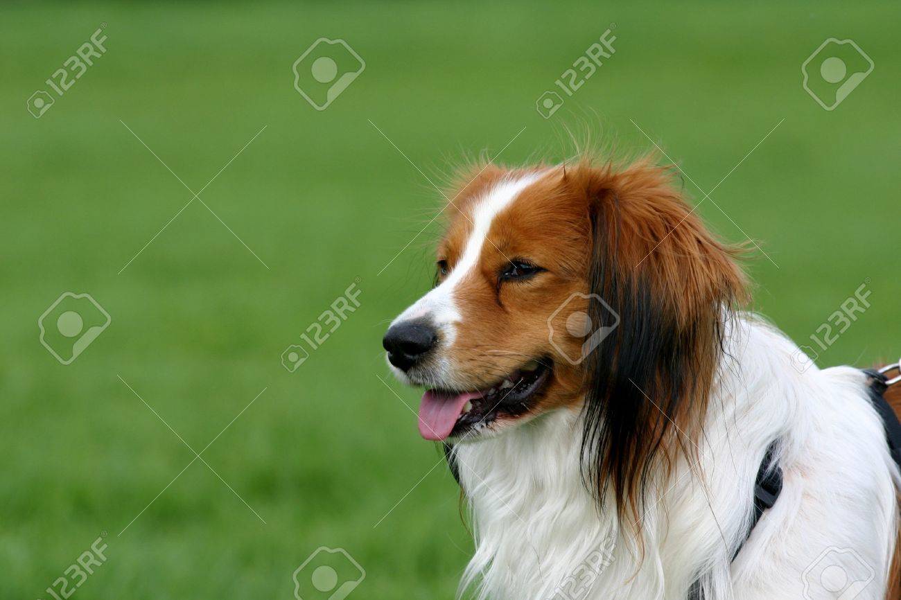 緑 Fied でオランダの Kooiker 犬 若い男性 の写真素材 画像素材 Image 5271