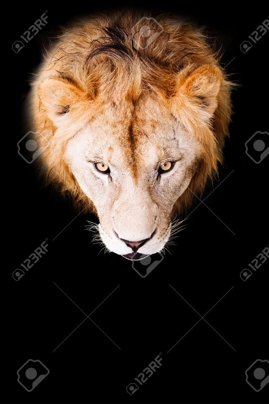 Lion portrait on a black background. African male lion looking at camera. - 171940298 Lion portrait on a black background. African male lion looking at camera. - 171940298