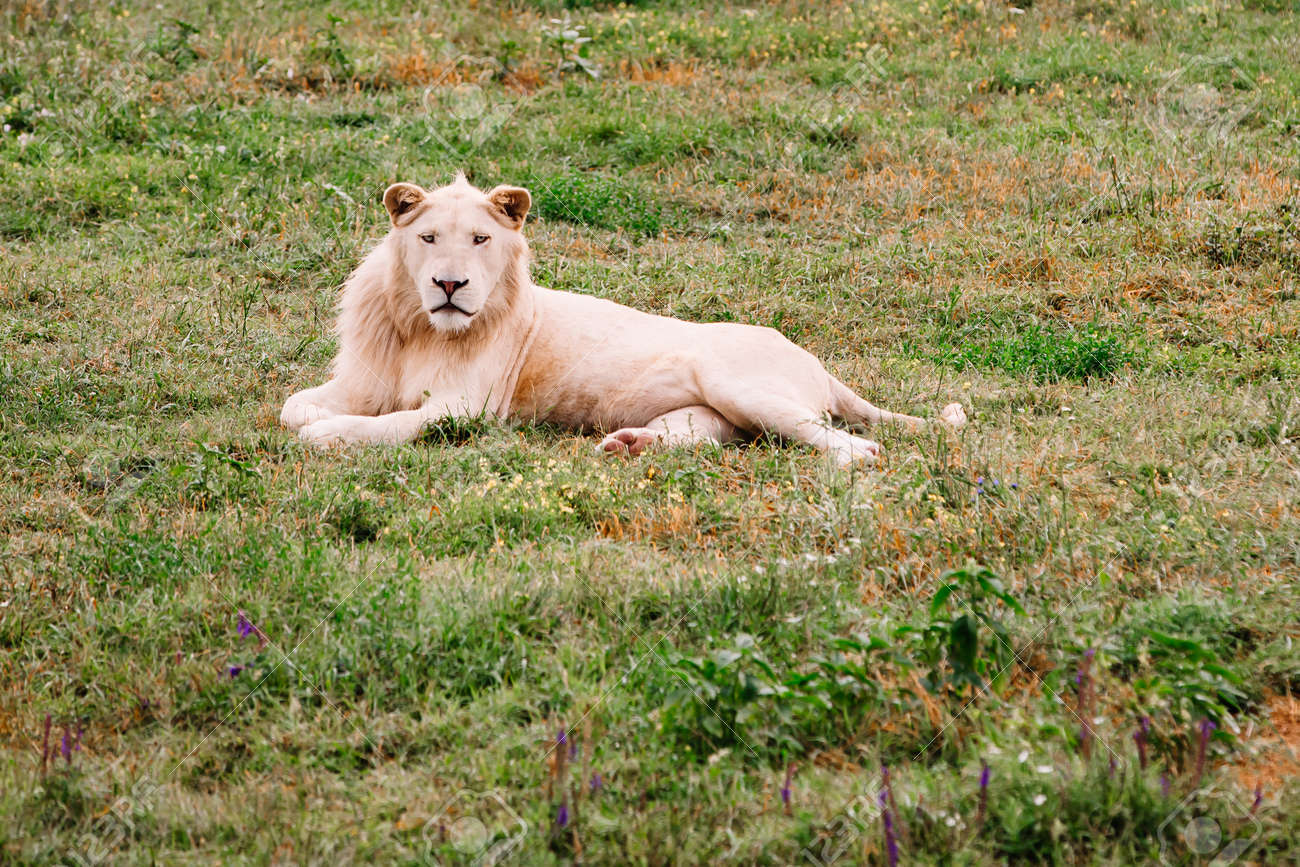 Large white lion, Panthera leo, portrait. Big male lion looking at camera. - 171940297 Large white lion, Panthera leo, portrait. Big male lion looking at camera. - 171940297