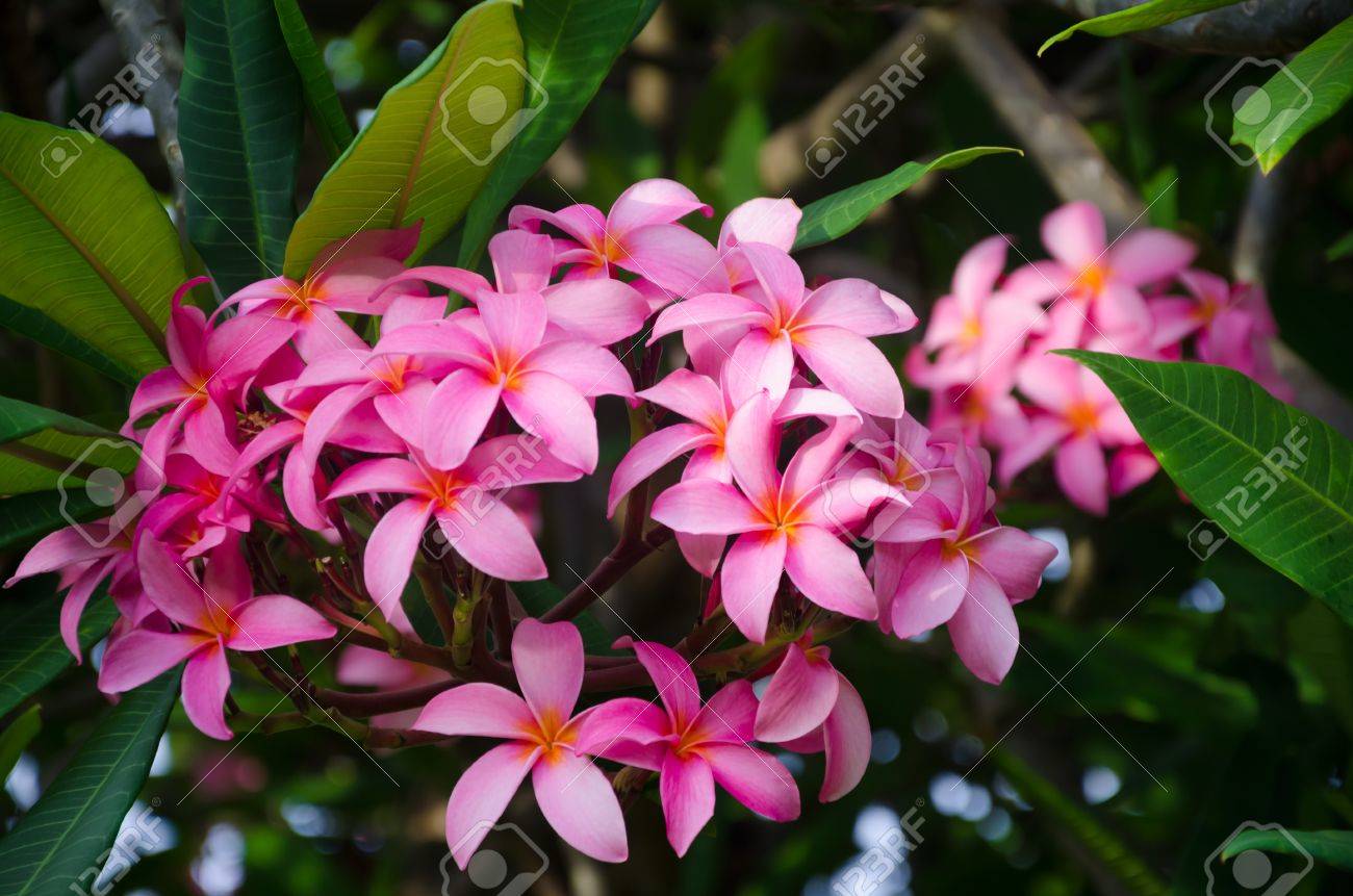 ピンクの葉 ハワイ 米国を含む自然環境で プルメリア 花 の写真素材 画像素材 Image
