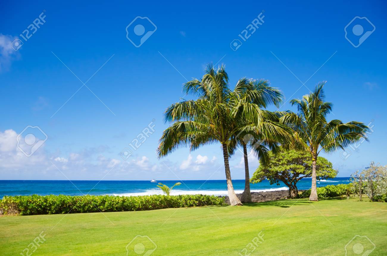 ハワイ カウアイ島の海沿いのココナッツ椰子の木 の写真素材 画像素材 Image 6098