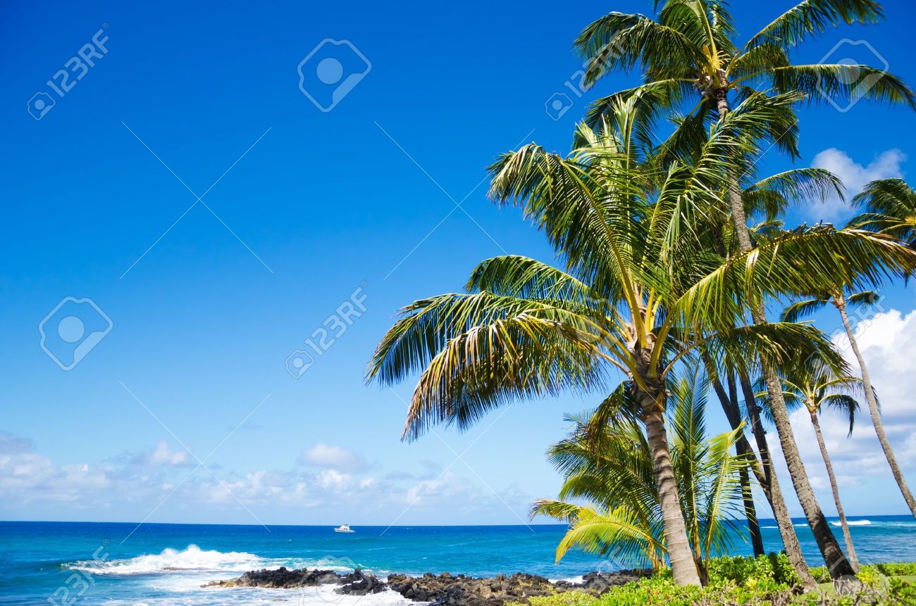 ハワイ カウアイ島の海沿いのココナッツ椰子の木 の写真素材 画像素材 Image 6096