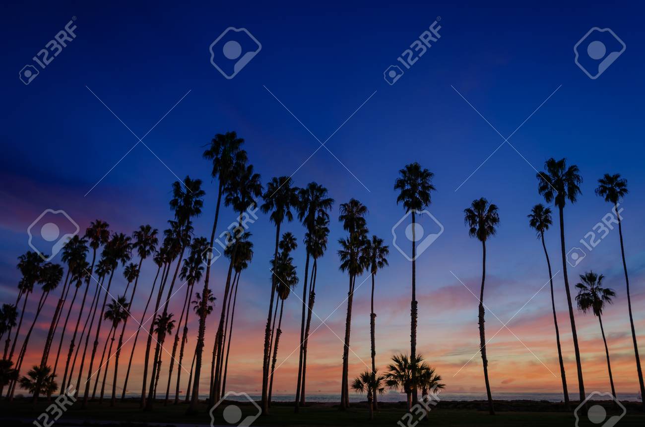 Tropical Beach Sunset With Silhoette Of High California Palm Stock Tropical Beach Sunset With Silhoette Of High California Palm Stock