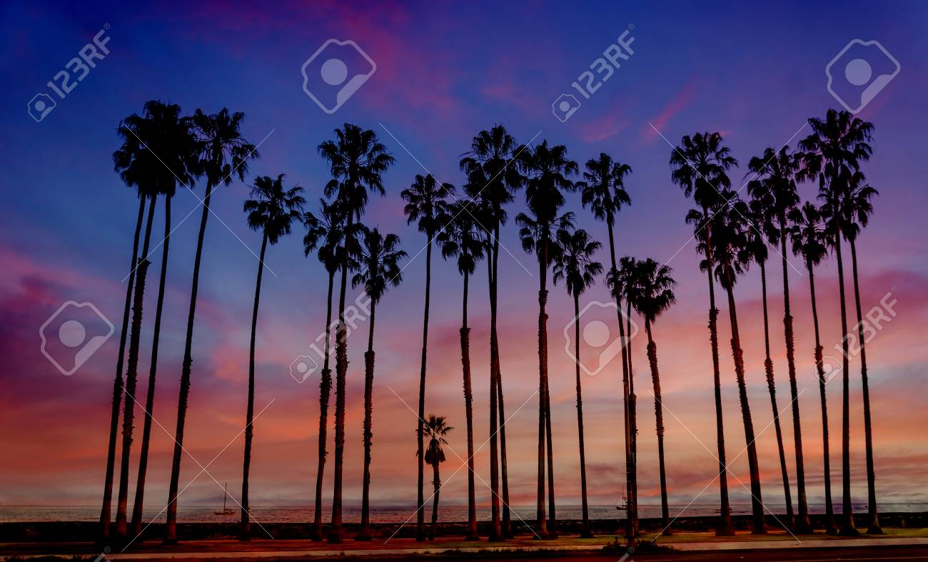 Tropical Beach Sunset With Hight Palm Trees Sihouette Near The Tropical Beach Sunset With Hight Palm Trees Sihouette Near The