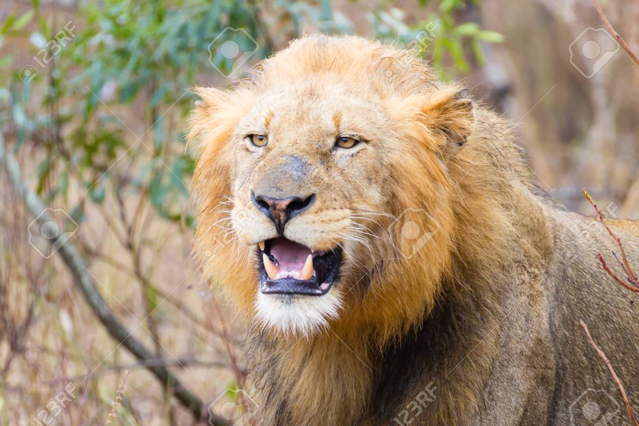 ライオン 自然の中の動物 の写真素材 画像素材 Image
