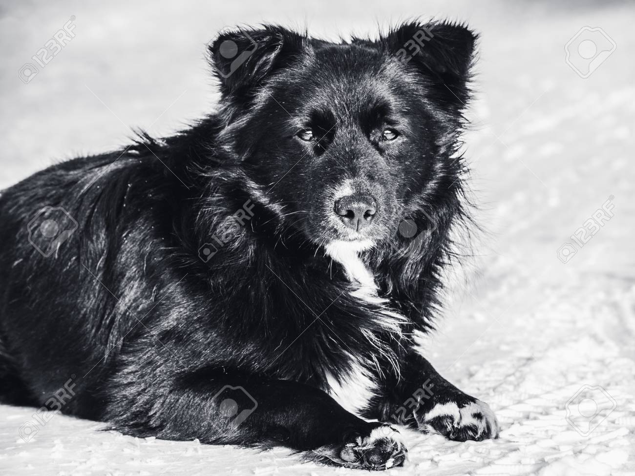 A stray dog lies on the snow monochrome photo. Homelessness, loneliness, hunger. - 98833590 A stray dog lies on the snow monochrome photo. Homelessness, loneliness, hunger. - 98833590