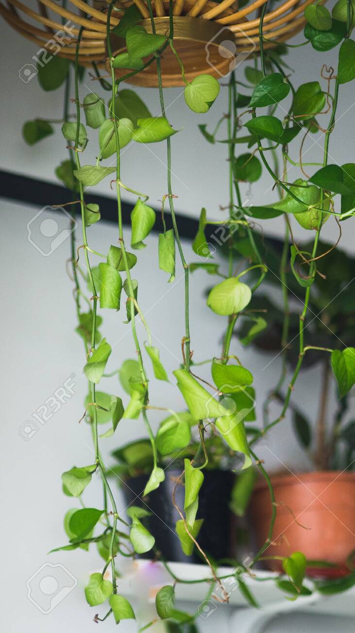 picture Heart Shaped Leaf Vine Plant set of hanging heart shaped leaves vine devil s ivy golden