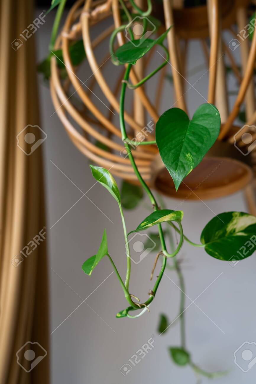 Hanging Vine Plant With Heart Shaped Variegated Leaves Of Devil S Stock Photo Picture And Royalty Free Image Image 148592739