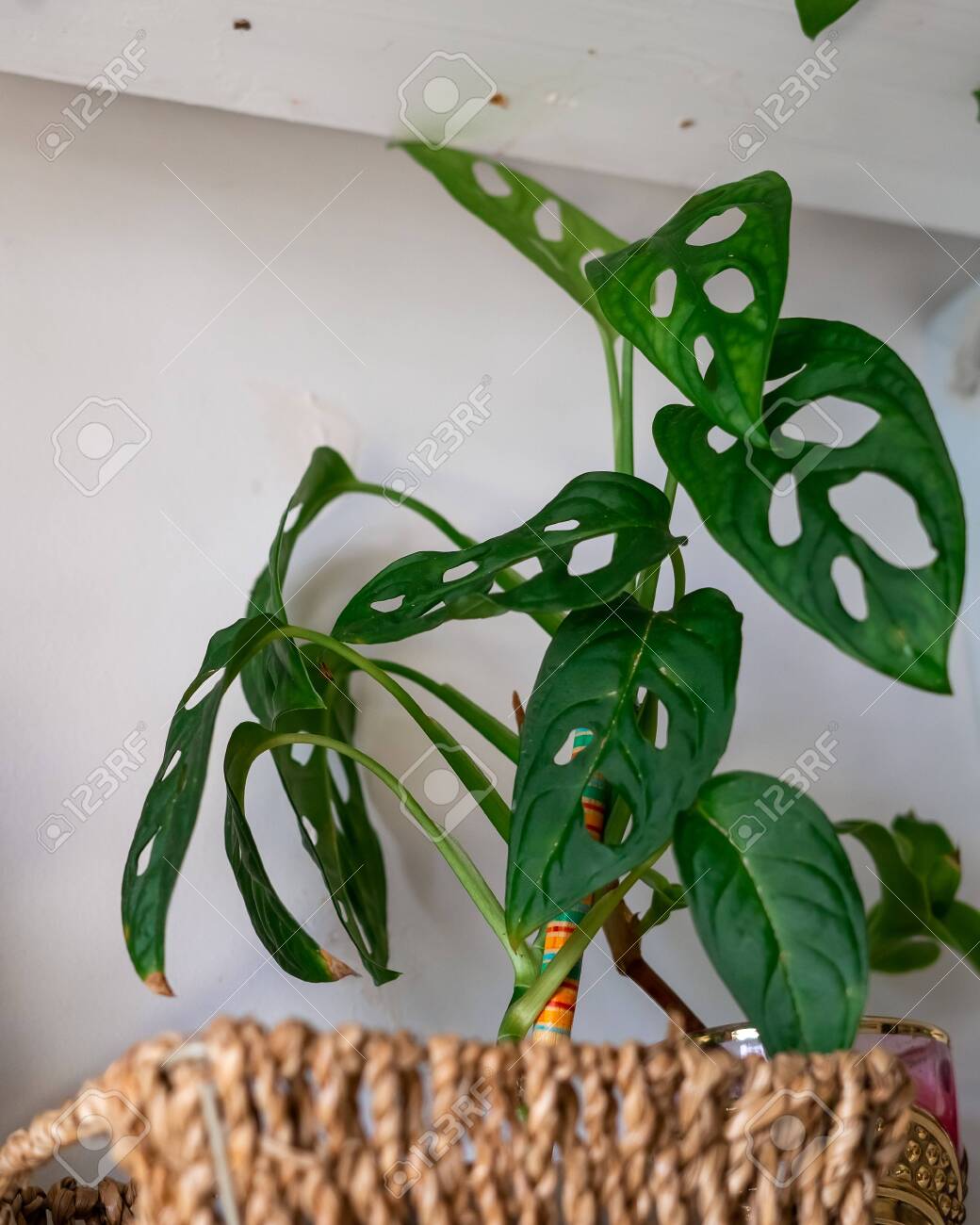 Monstera Adansonii Or Swiss Cheese Plants In A White Plastic Stock Photo Picture And Royalty Free Image Image